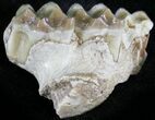 Oligocene Horse (Mesohippus) Jaw Section #25070-1